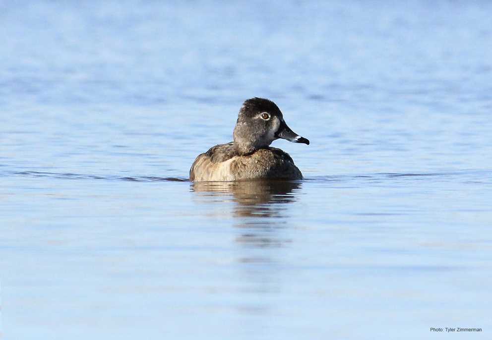 Ringnecked Duck Ducks Unlimited